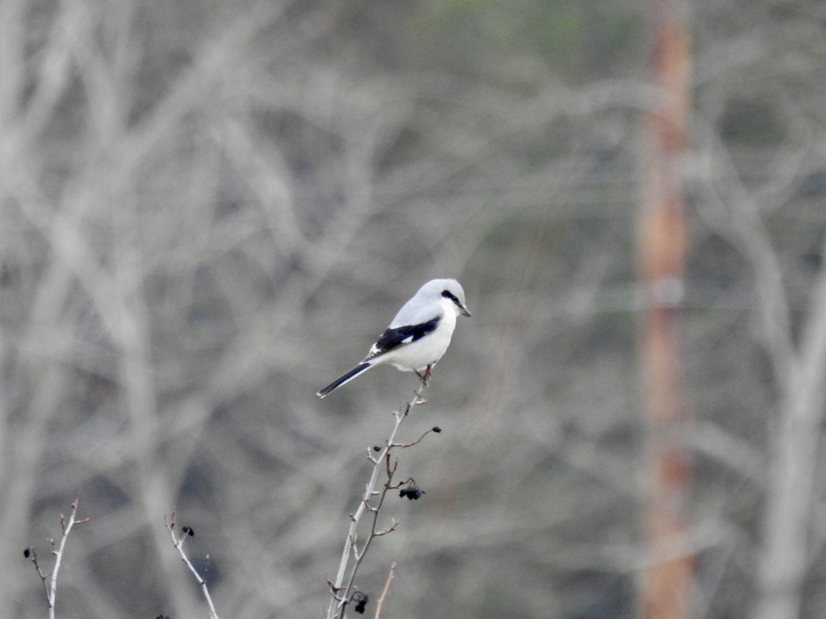 ťuhýk severní - ML646939050