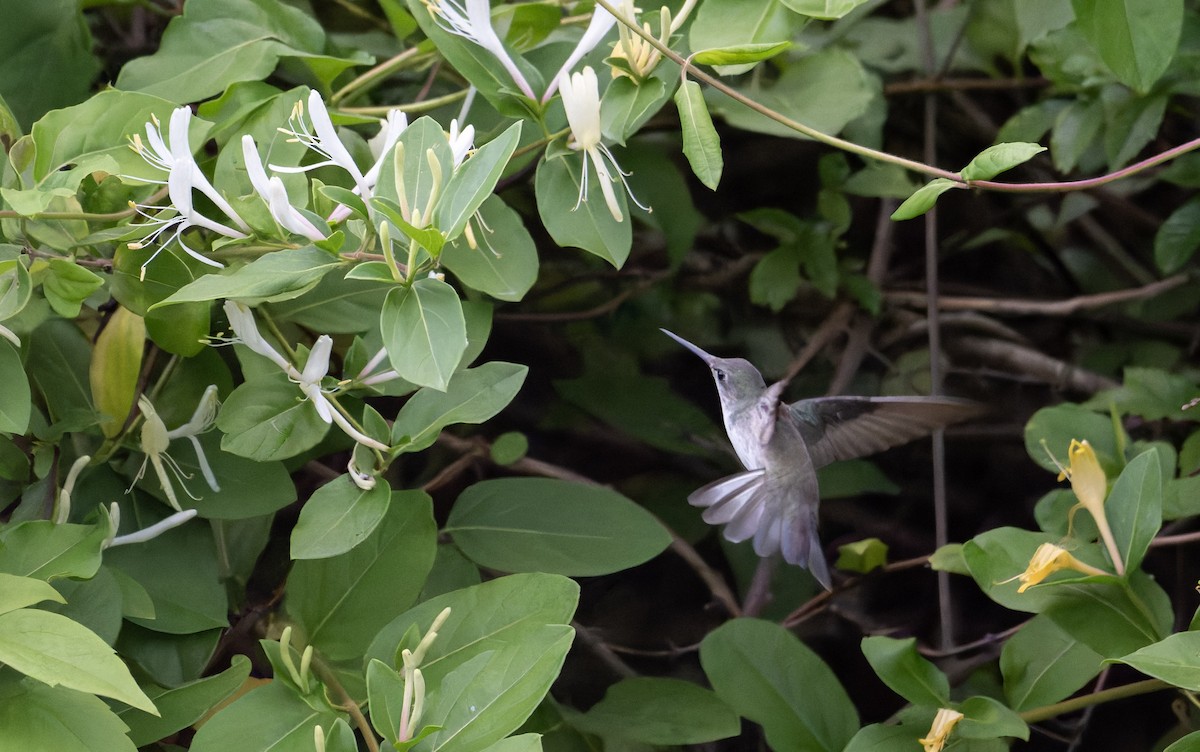 White-bellied Hummingbird - ML646939051