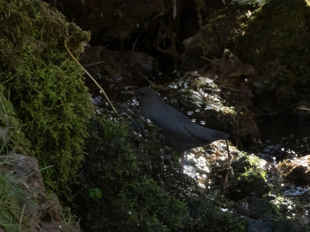 American Dipper - ML646939052