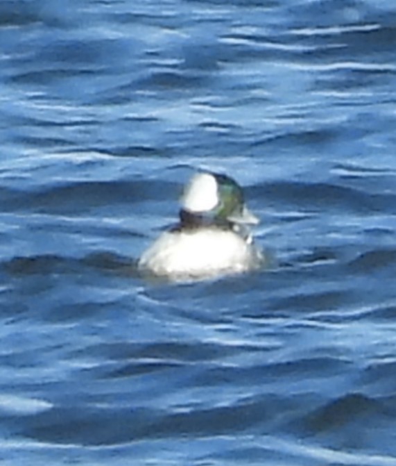 Гоголь-головастик - ML646939053