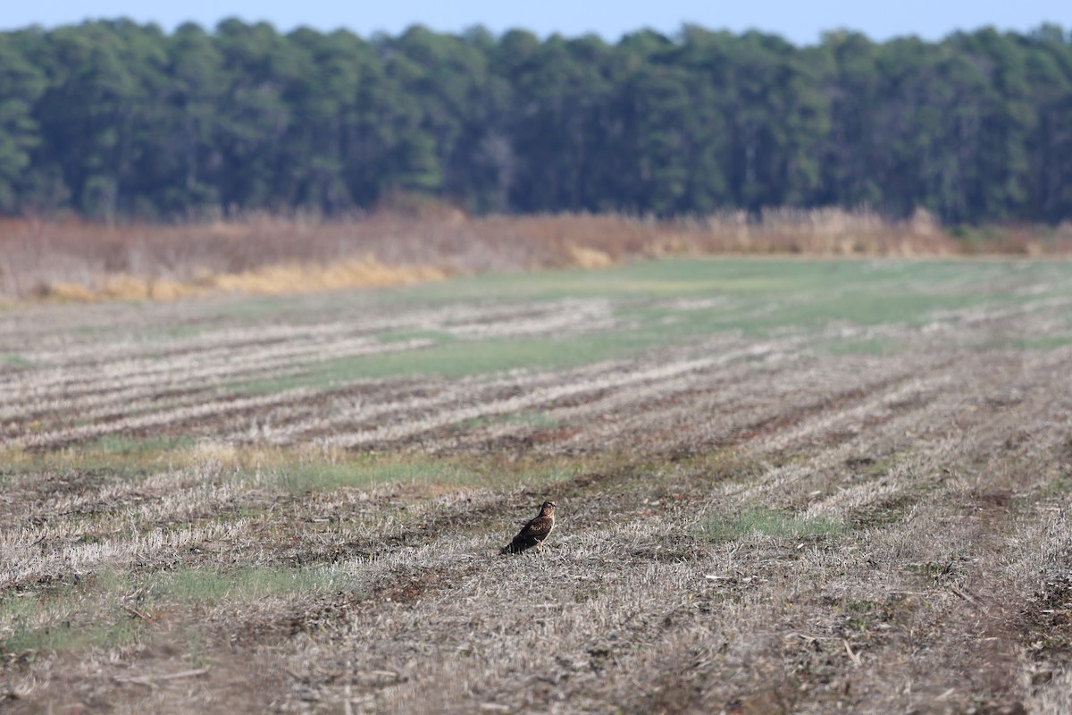 mørkmyrhauk - ML646939054