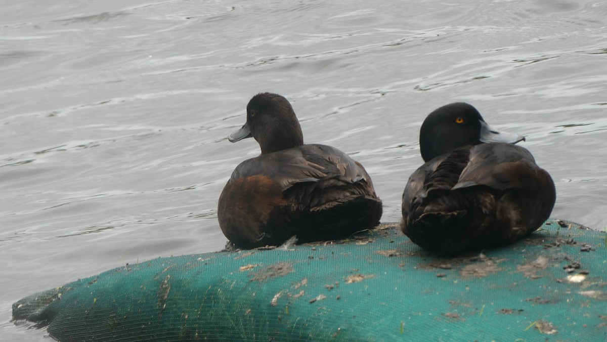 Yeni Zelanda Patkası - ML646939061