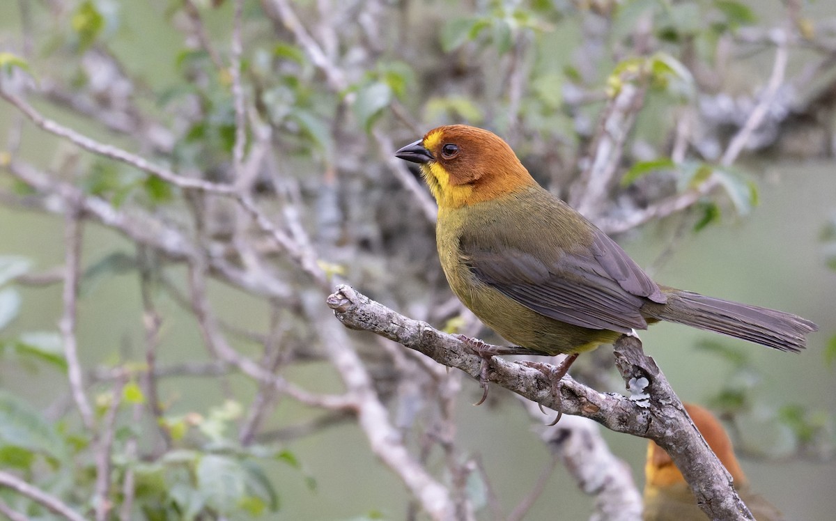 Fulvous-headed Brushfinch - ML646939062