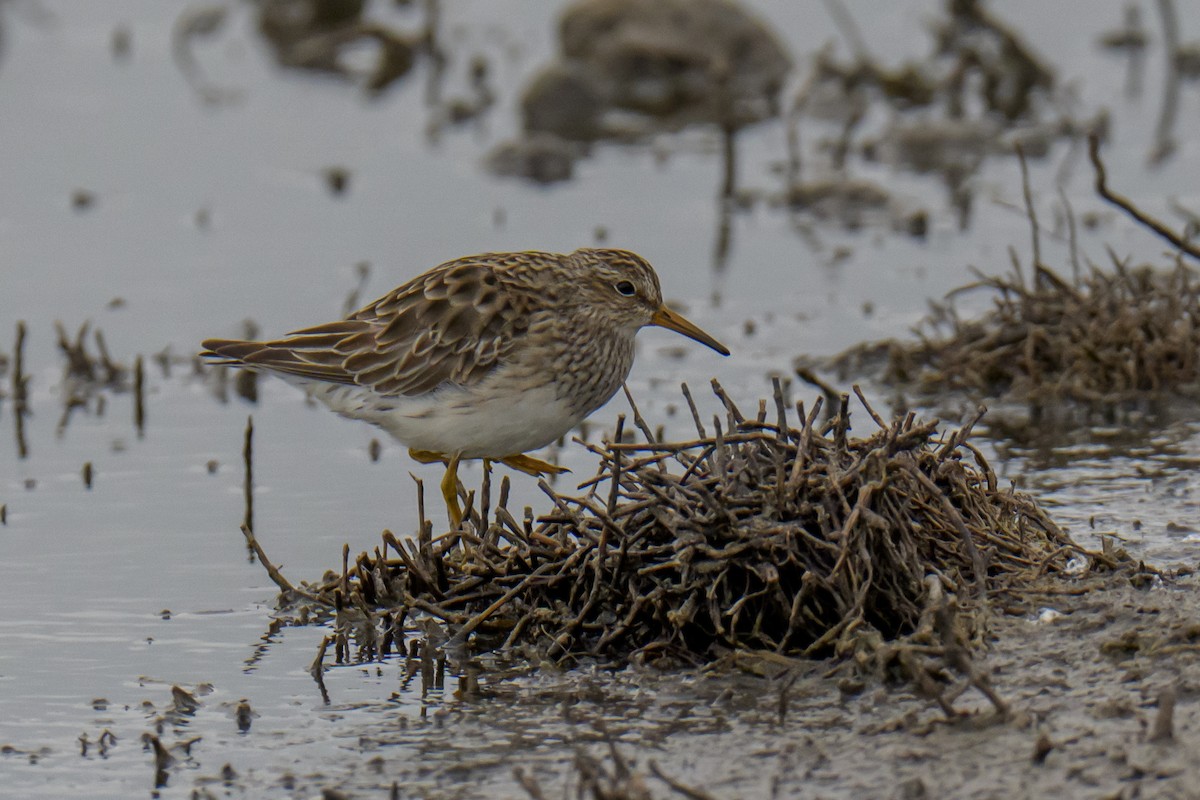 Pectoral Sandpiper - ML646939064