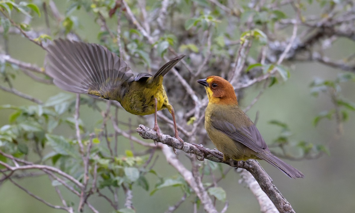 Fulvous-headed Brushfinch - ML646939065