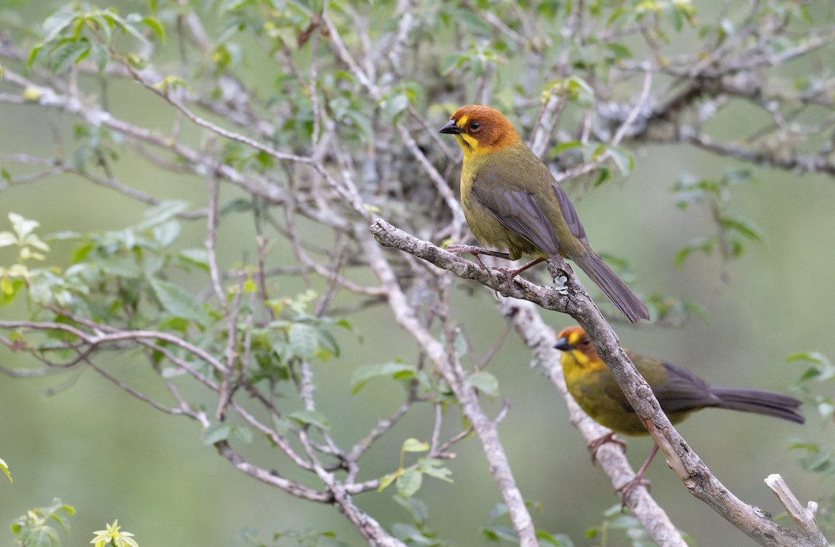 Fulvous-headed Brushfinch - ML646939066