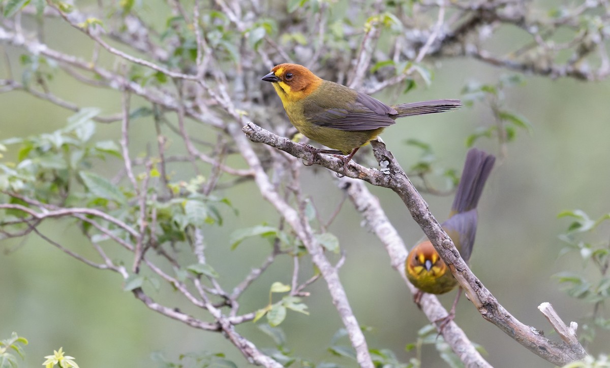 Fulvous-headed Brushfinch - ML646939067