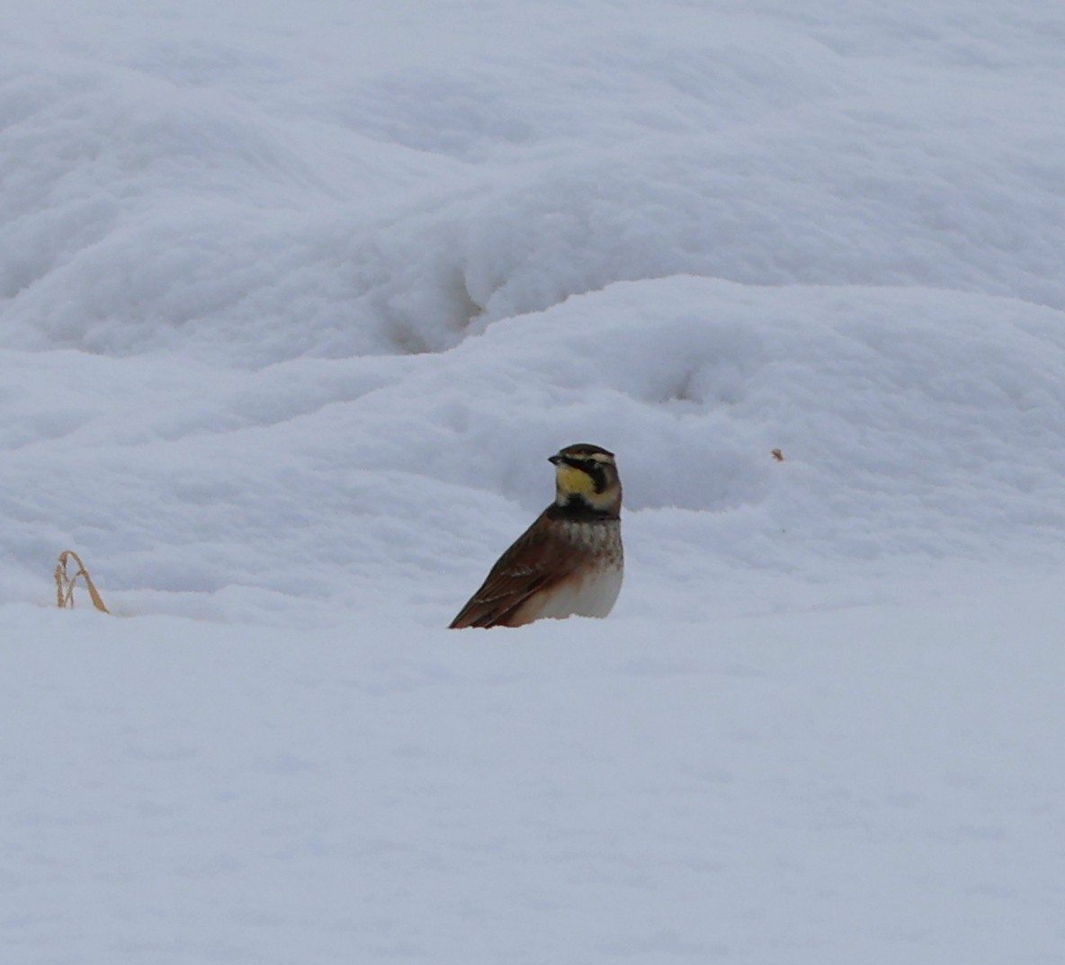 Horned Lark - ML646939068