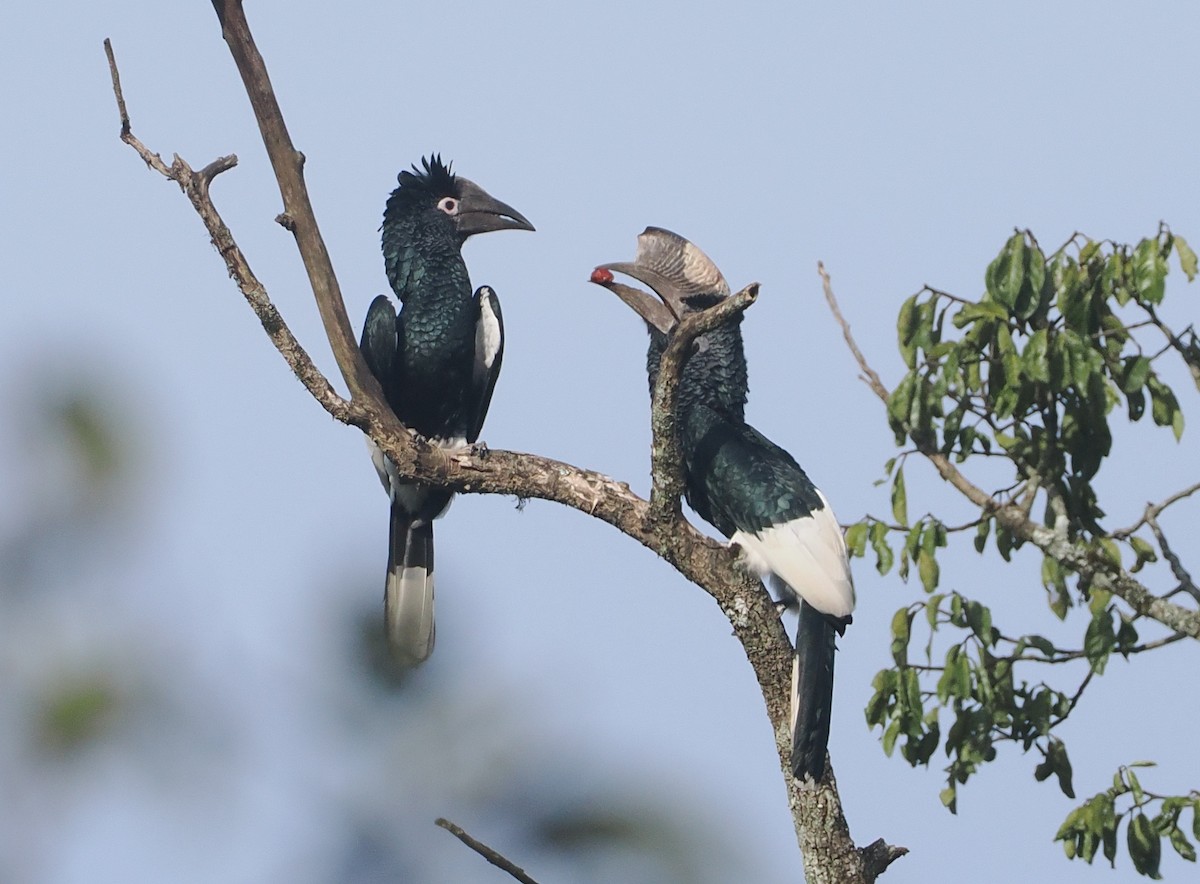 Black-and-white-casqued Hornbill - ML646939069
