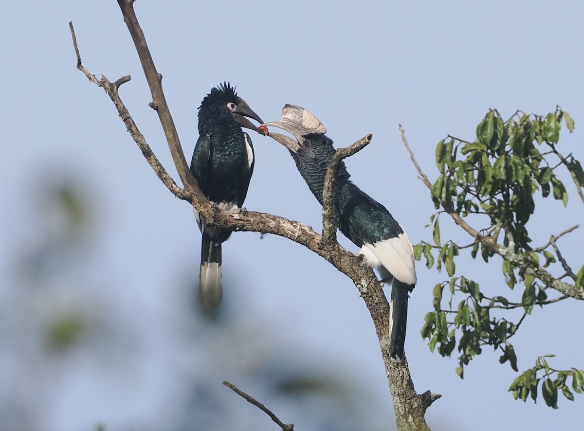 Black-and-white-casqued Hornbill - ML646939070