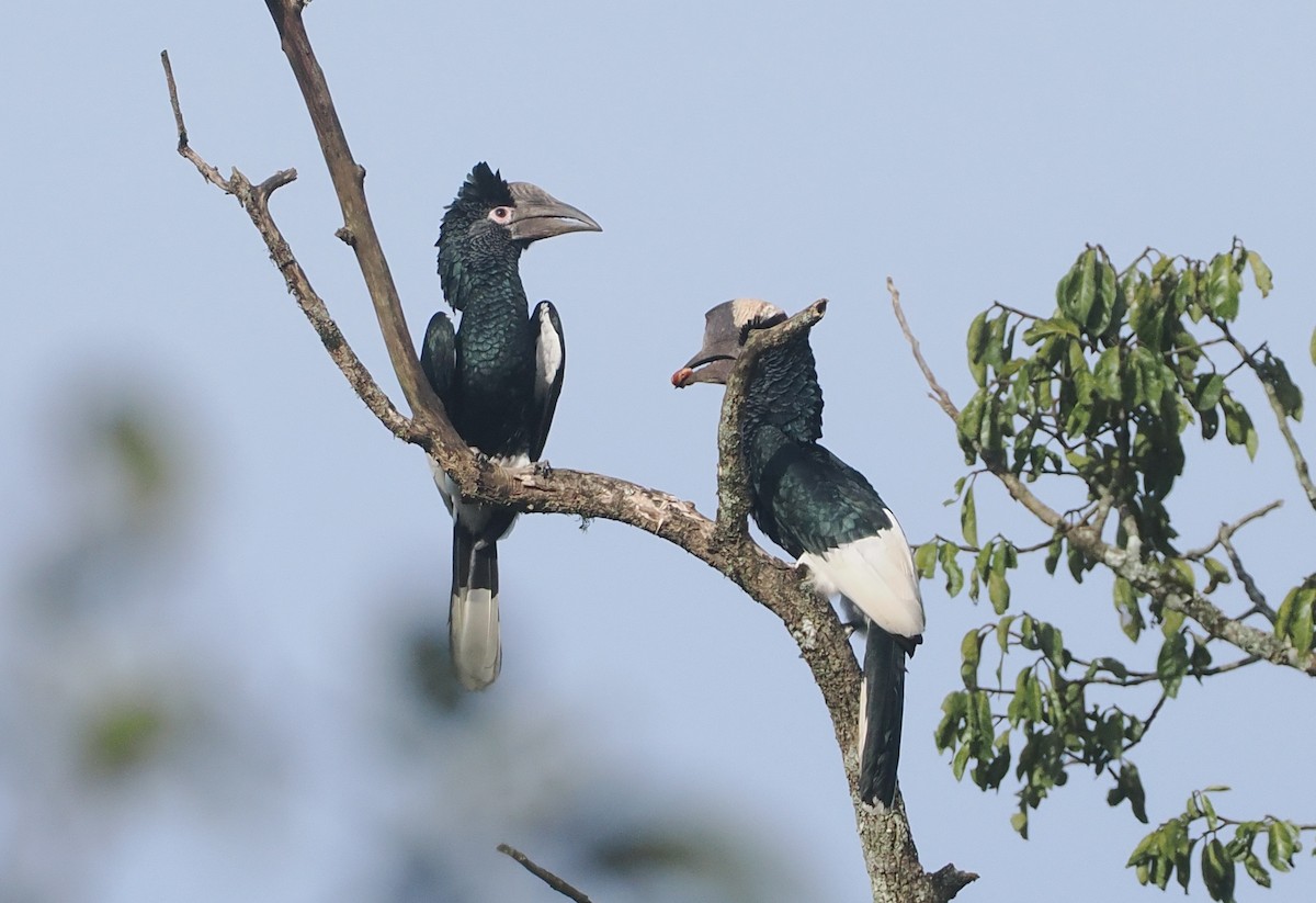 Black-and-white-casqued Hornbill - ML646939071