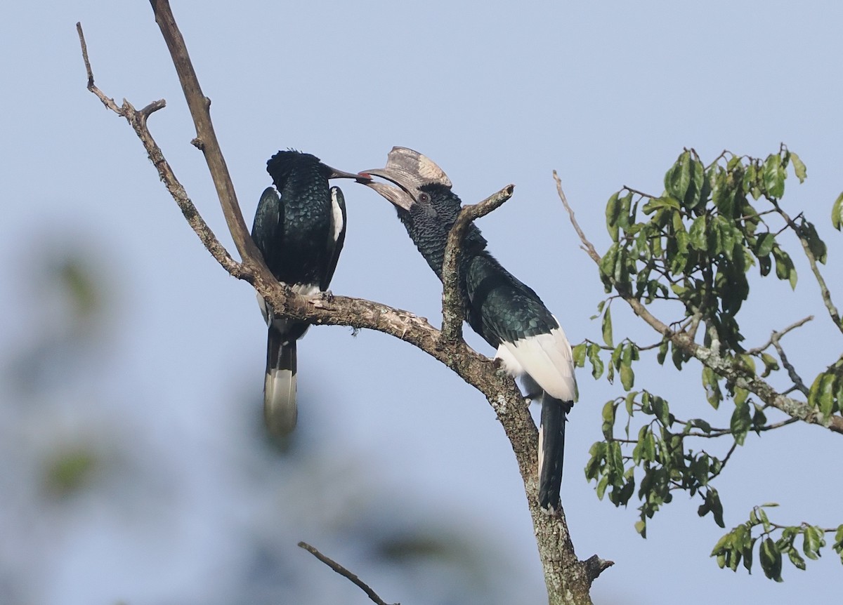 Black-and-white-casqued Hornbill - ML646939072