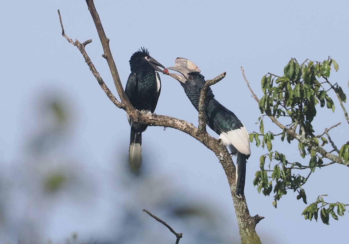 Black-and-white-casqued Hornbill - ML646939073