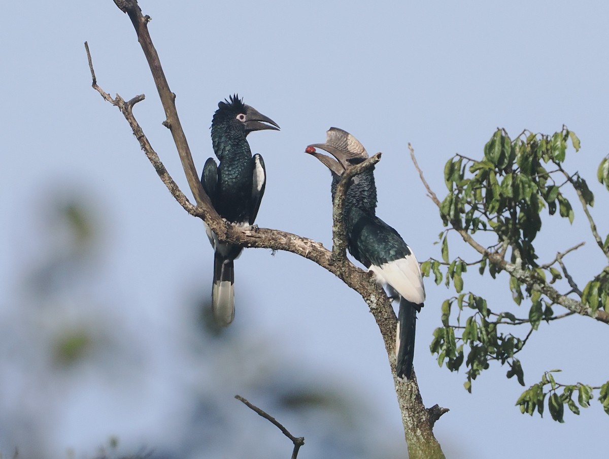 Black-and-white-casqued Hornbill - ML646939074