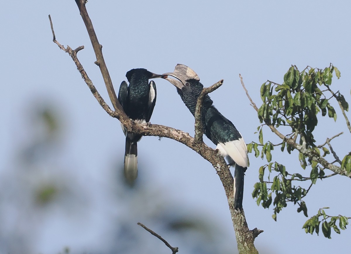Black-and-white-casqued Hornbill - ML646939075