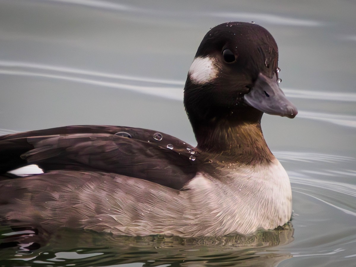 Гоголь-головастик - ML646939080