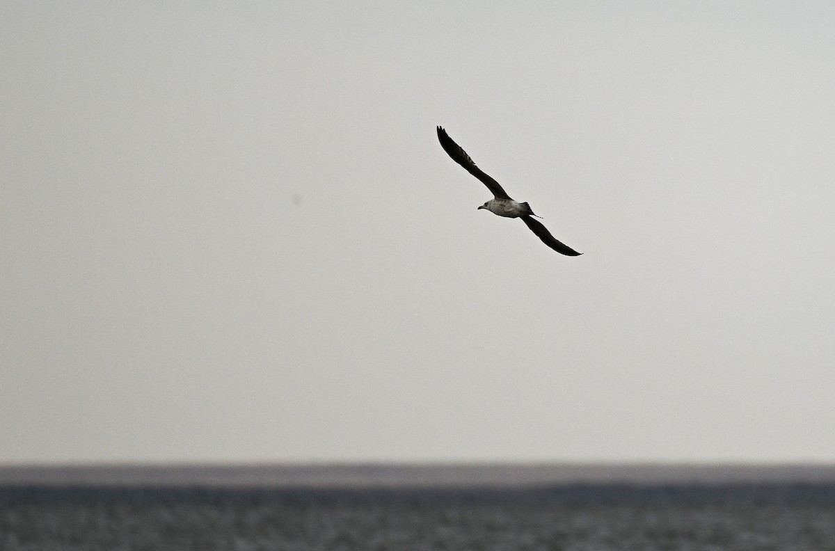 Kaio hauskara mongoliarra - ML646939086