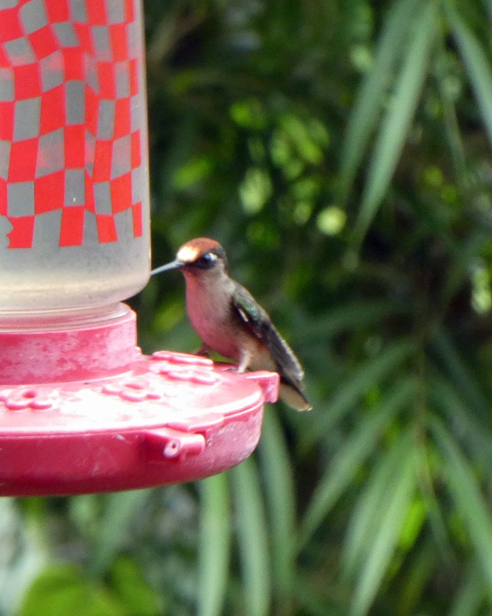 Tolima Blossomcrown - ML646939087