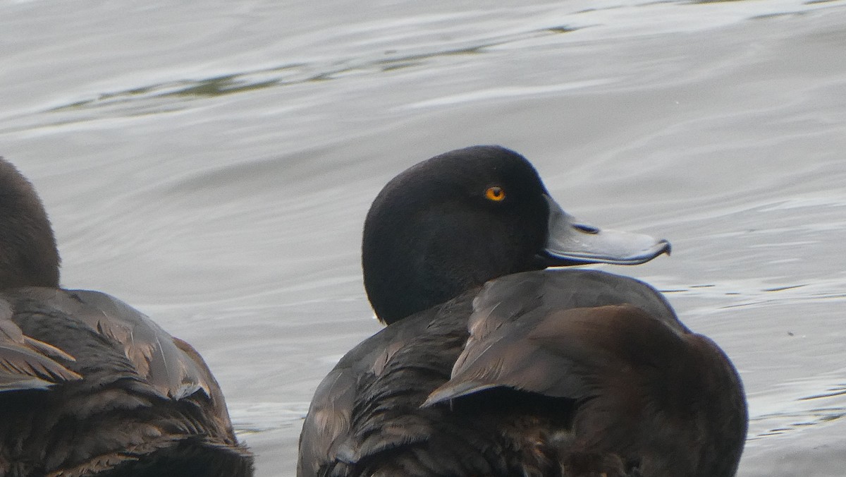 Yeni Zelanda Patkası - ML646939088