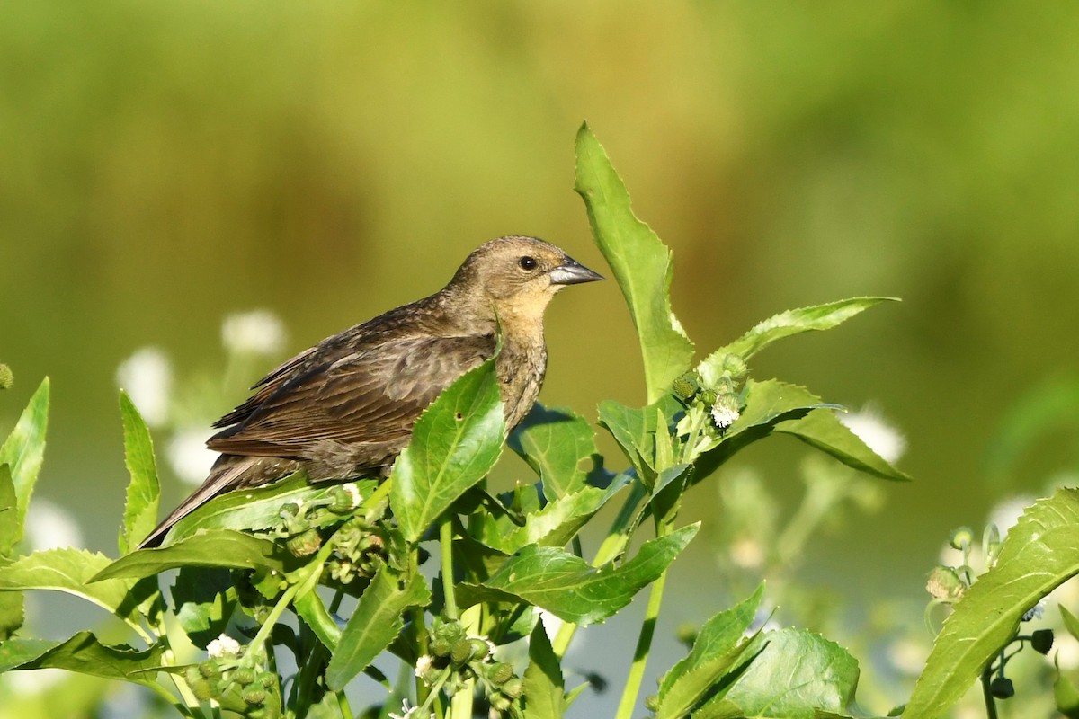 Chestnut-capped Blackbird - ML646939089