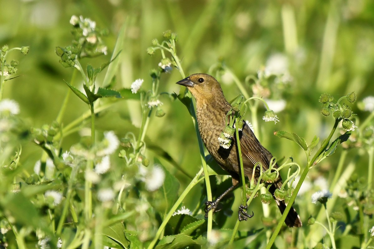 Chestnut-capped Blackbird - ML646939090