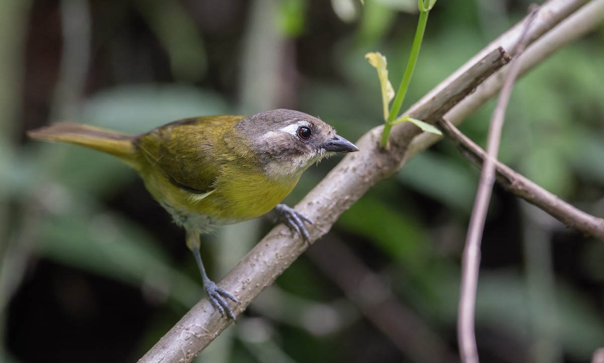 Common Chlorospingus - ML646939095