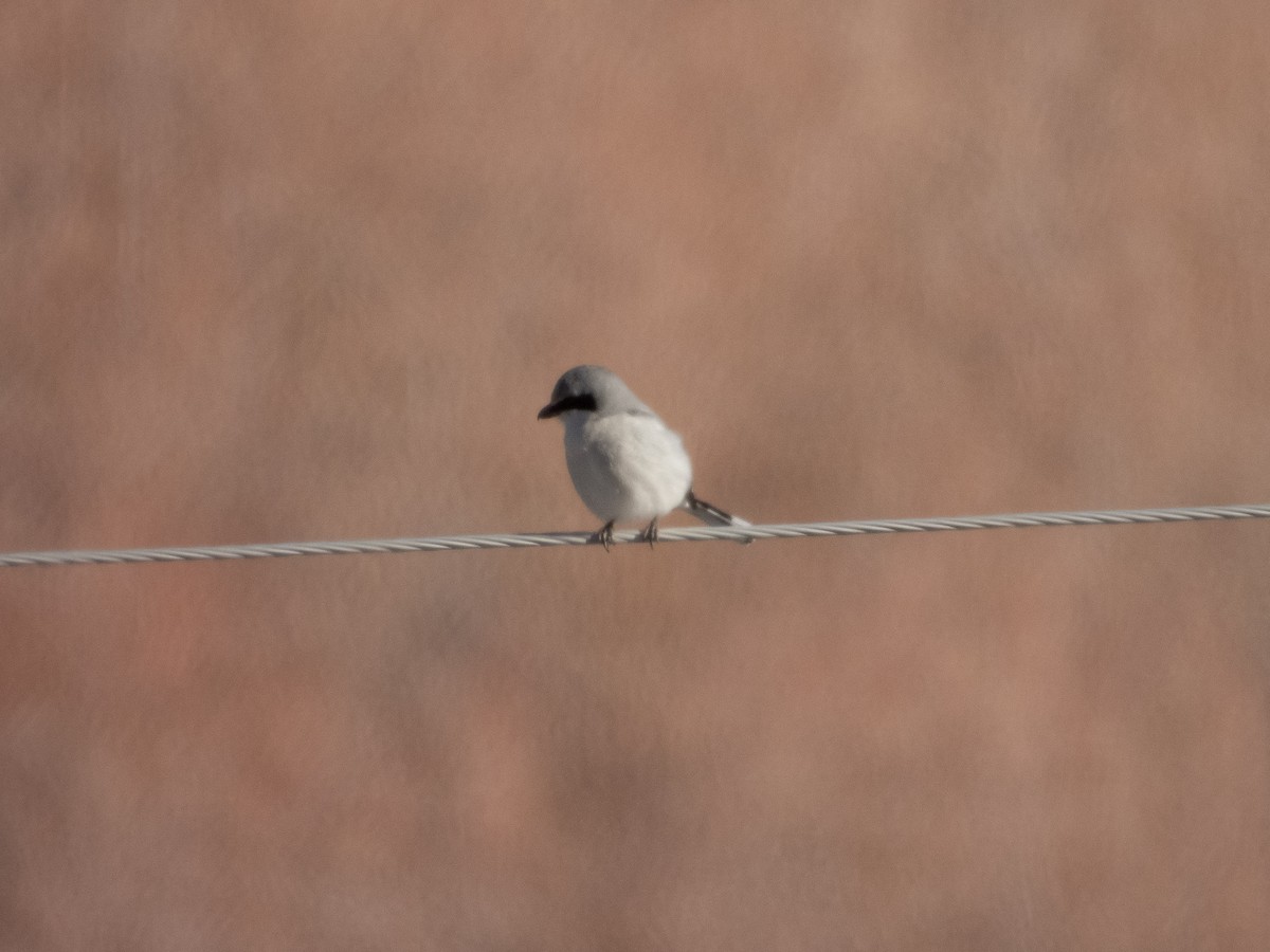 ťuhýk severní - ML646939101