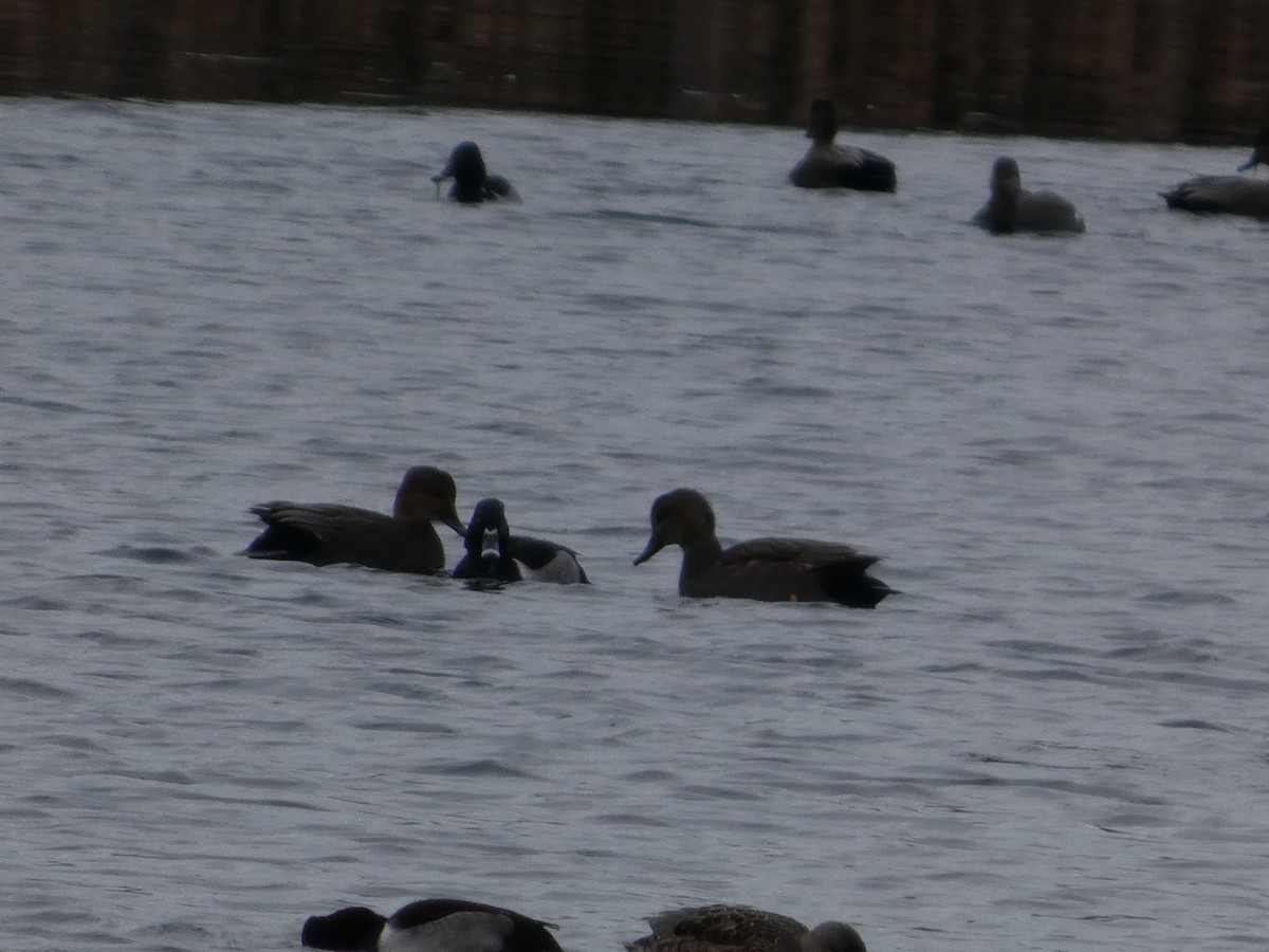 צולל צווארון - ML646939103