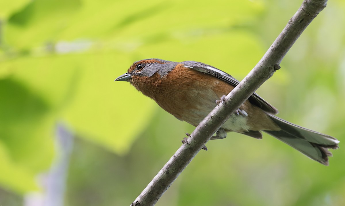 Rusty-browed Warbling Finch - ML646939104