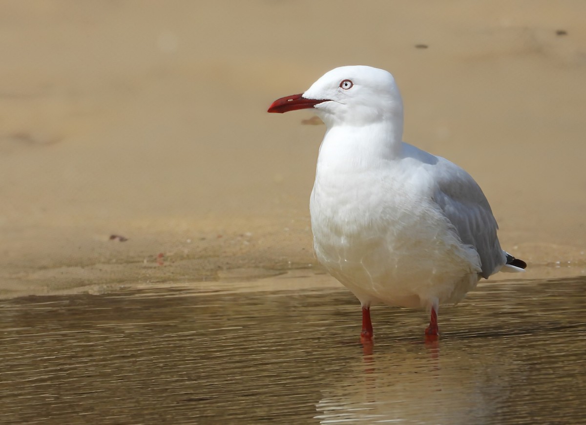 Zilar-antxeta - ML646939106