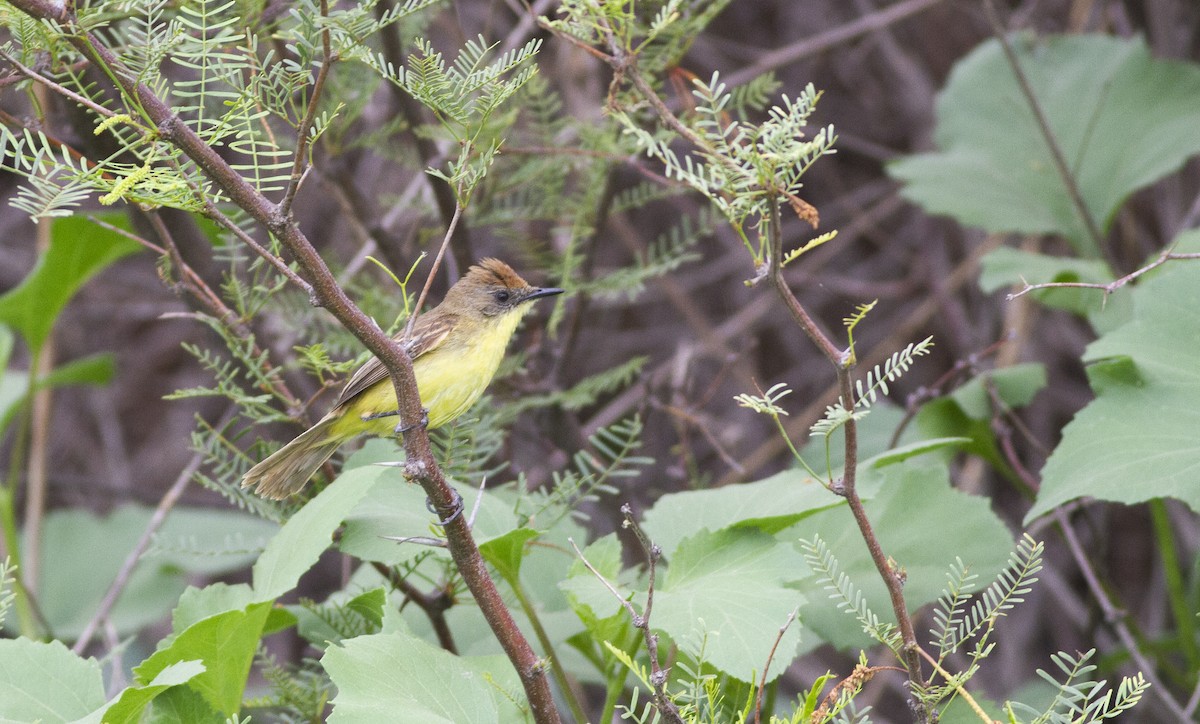 Ticking Doradito - ML646939107