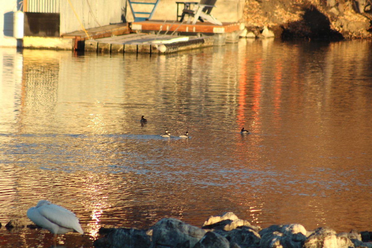 Grèbe à cou noir - ML646939108