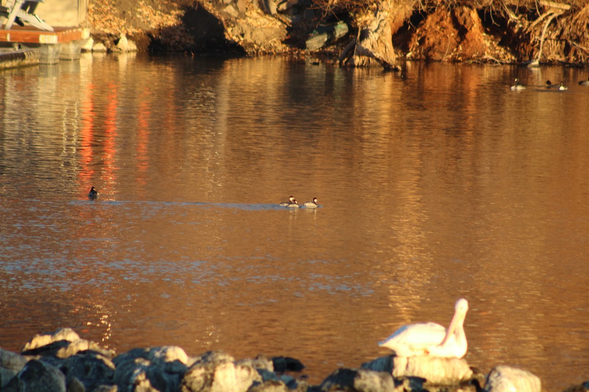 Grèbe à cou noir - ML646939110