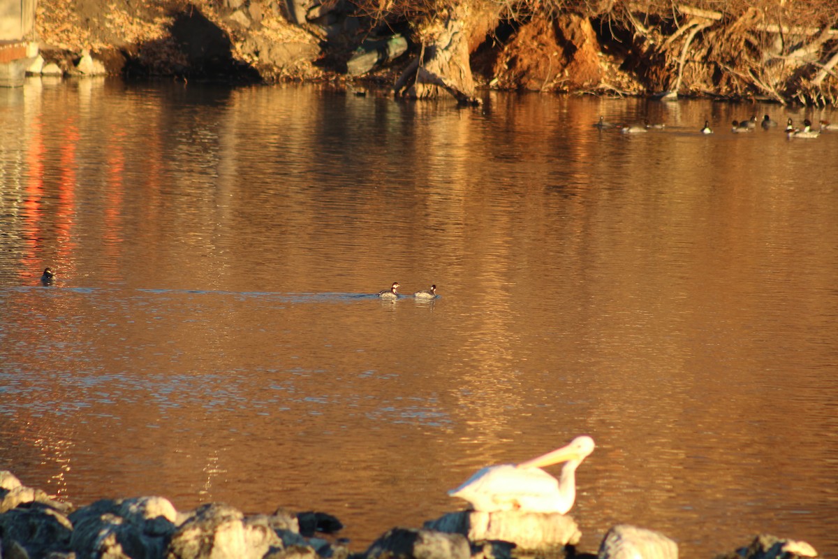 Grèbe à cou noir - ML646939111