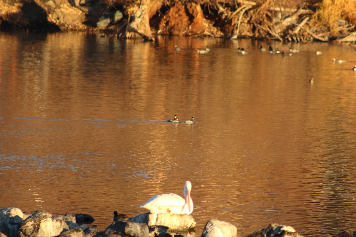 Grèbe à cou noir - ML646939112