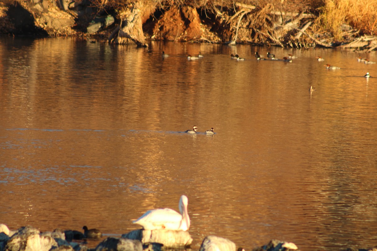 Grèbe à cou noir - ML646939113