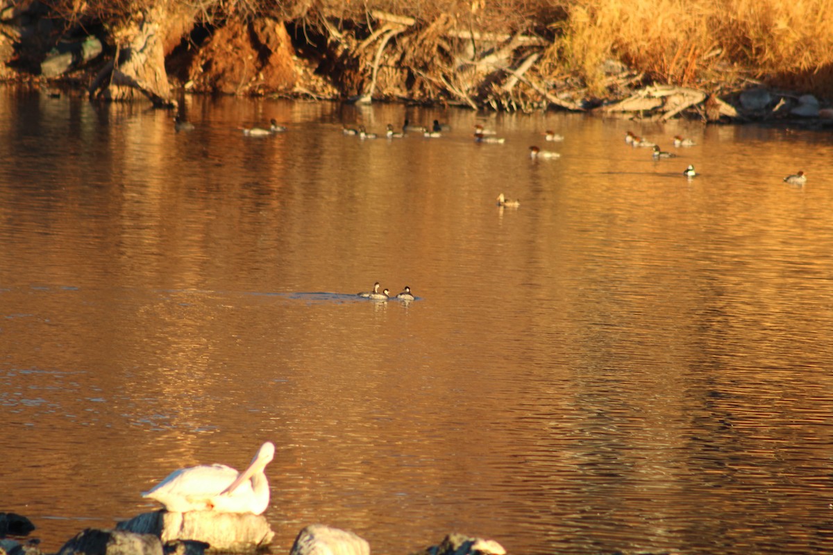 Grèbe à cou noir - ML646939115