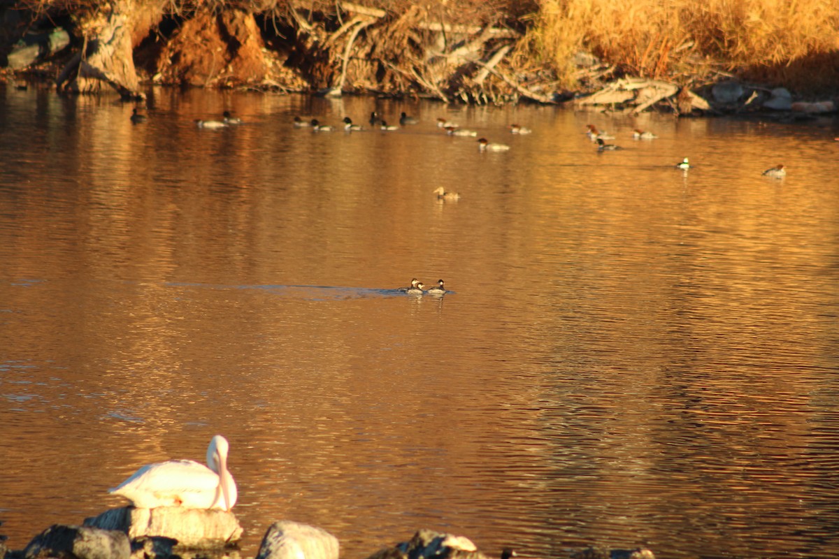 Grèbe à cou noir - ML646939116