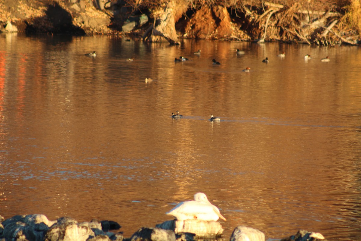 Grèbe à cou noir - ML646939117