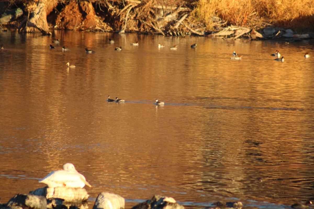 Grèbe à cou noir - ML646939118