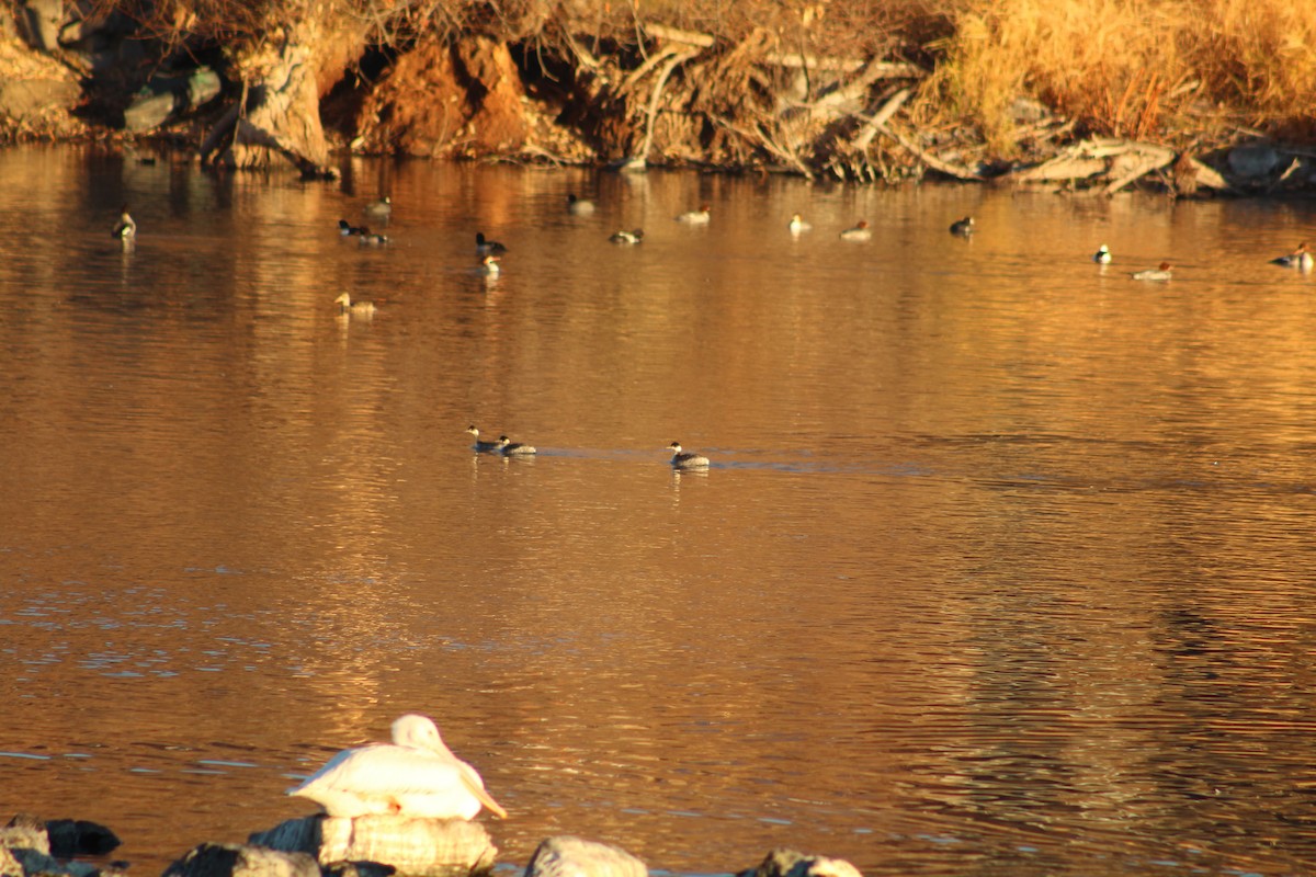 Grèbe à cou noir - ML646939119