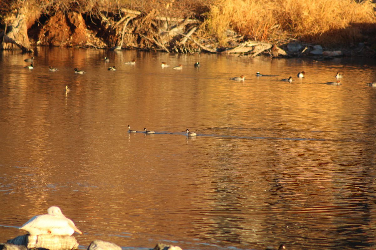 Grèbe à cou noir - ML646939120