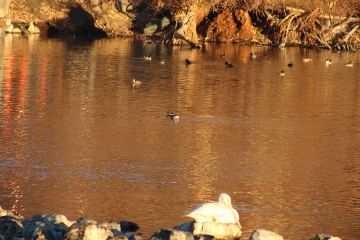 Grèbe à cou noir - ML646939121