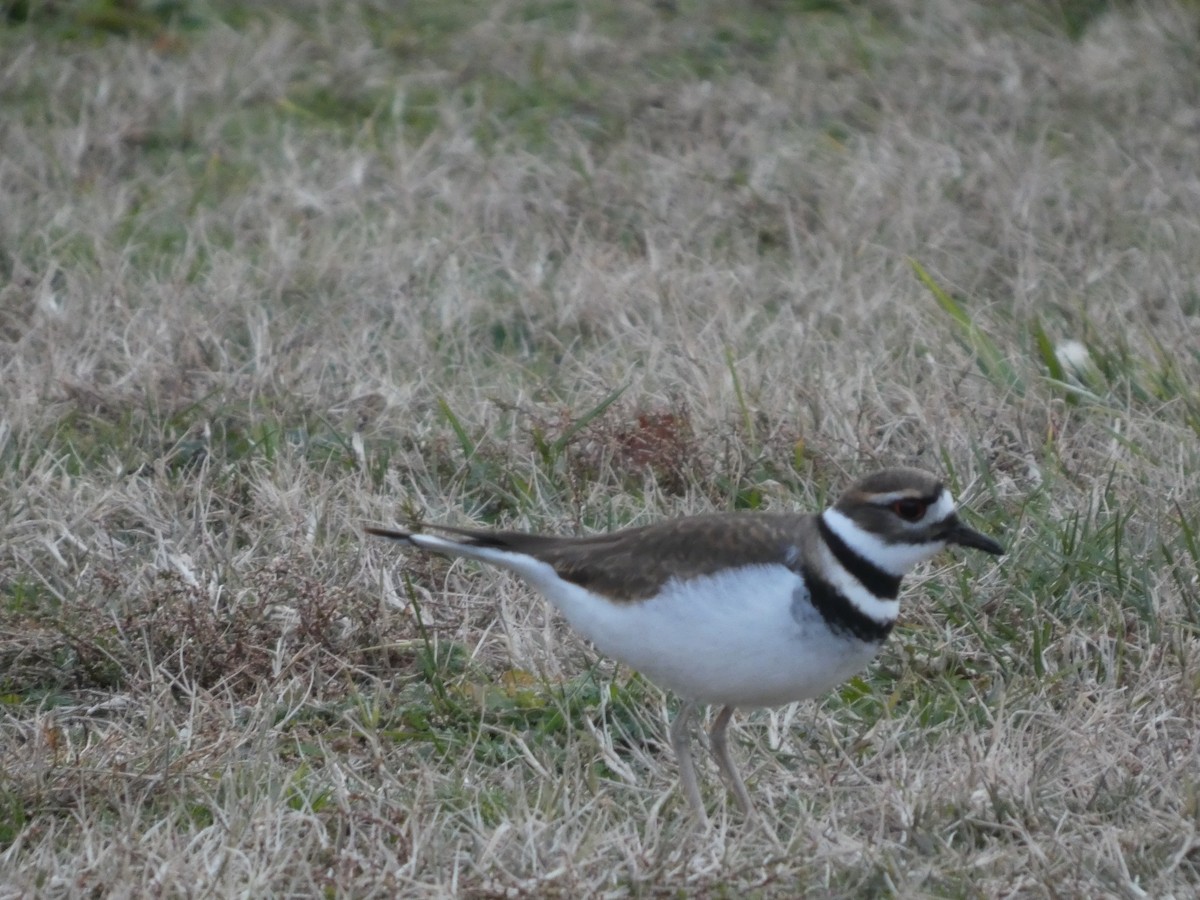 חופמי כפול-צווארון - ML646939123