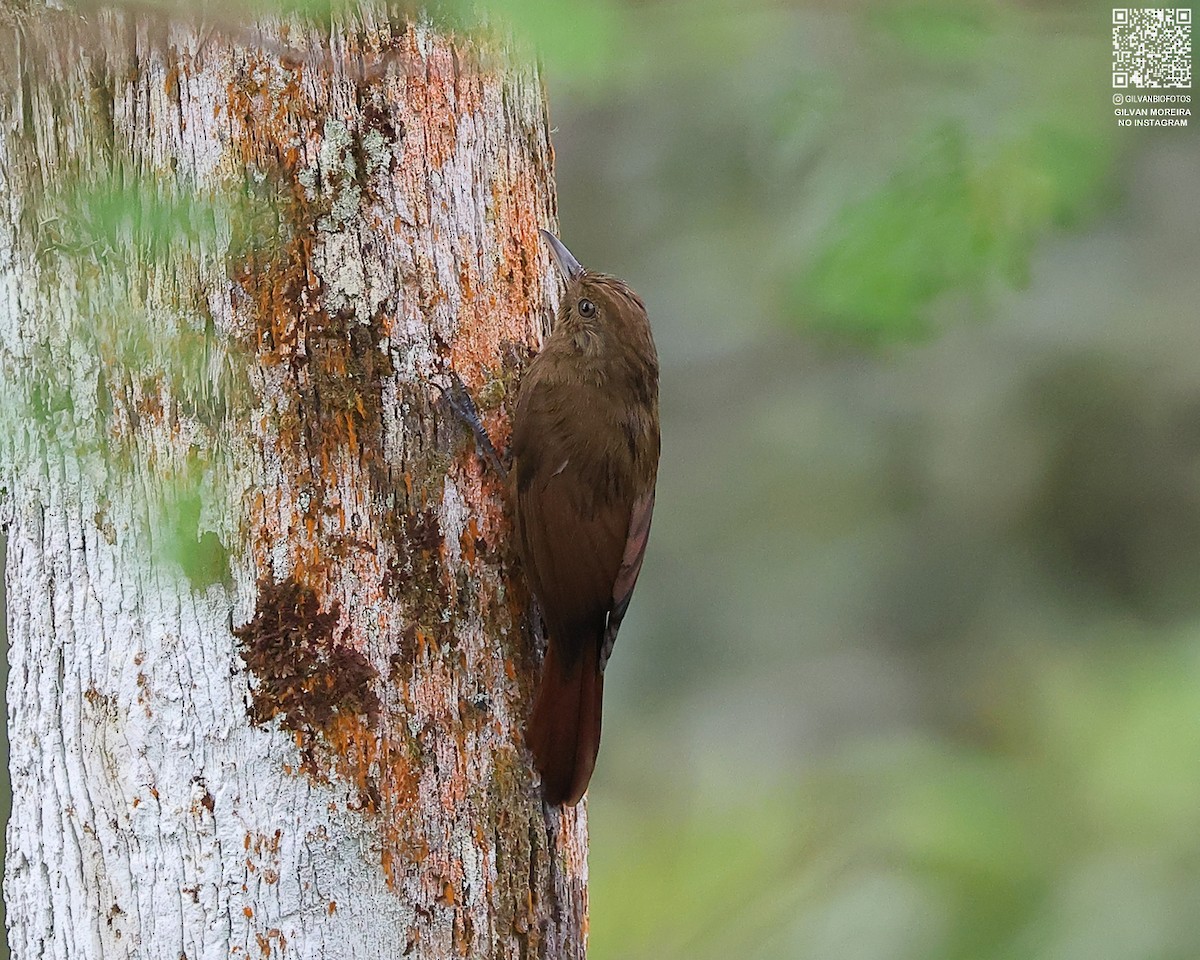 Грімпар бурий (підвид turdina) - ML646939125