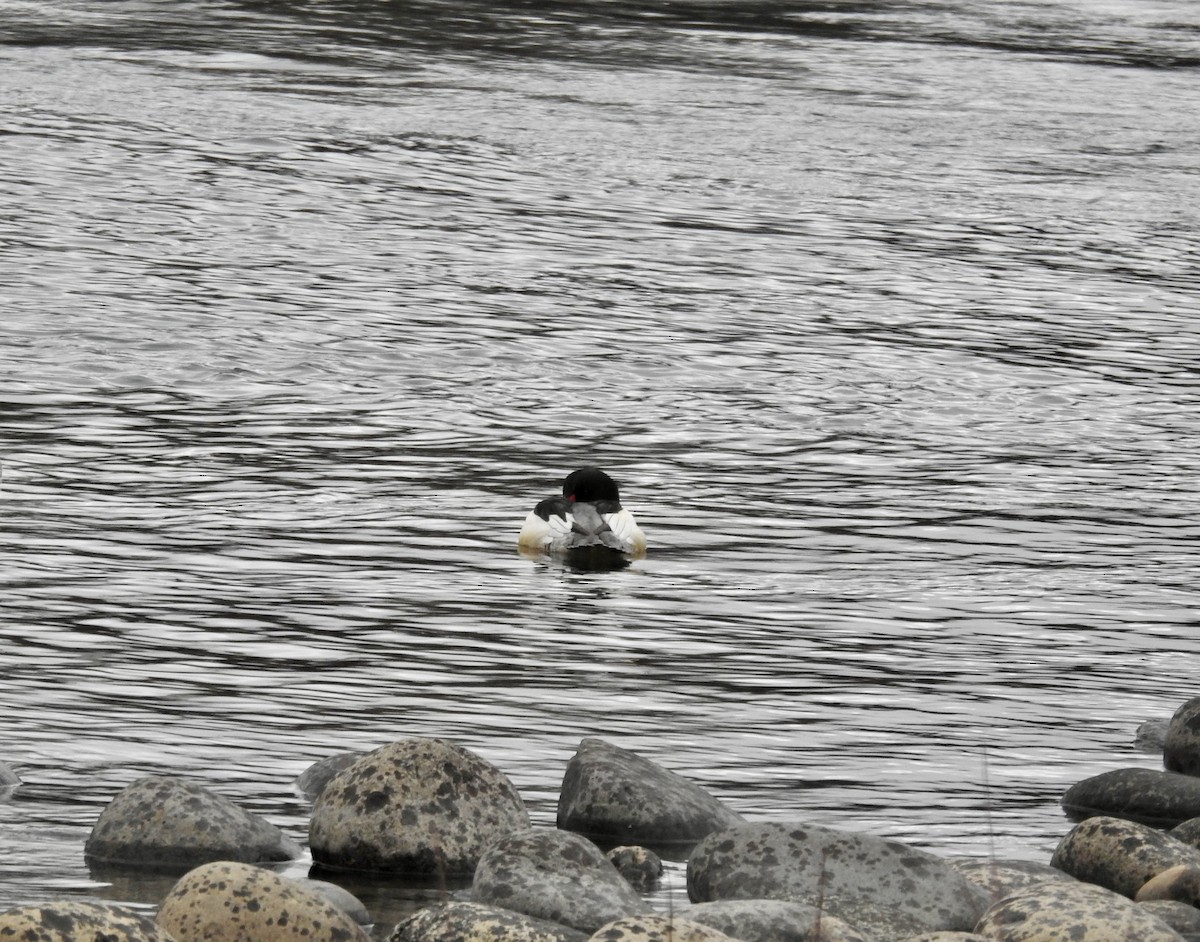 laksand - ML646939126