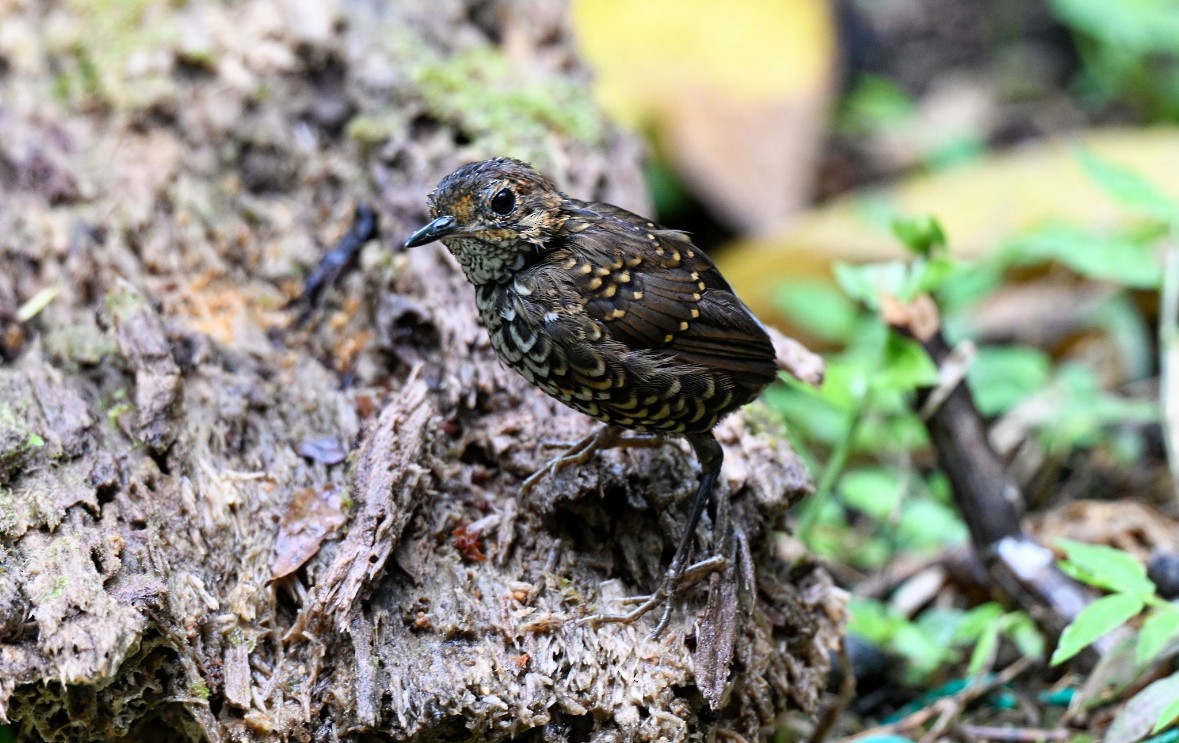 Pygmy Cupwing - ML646939128