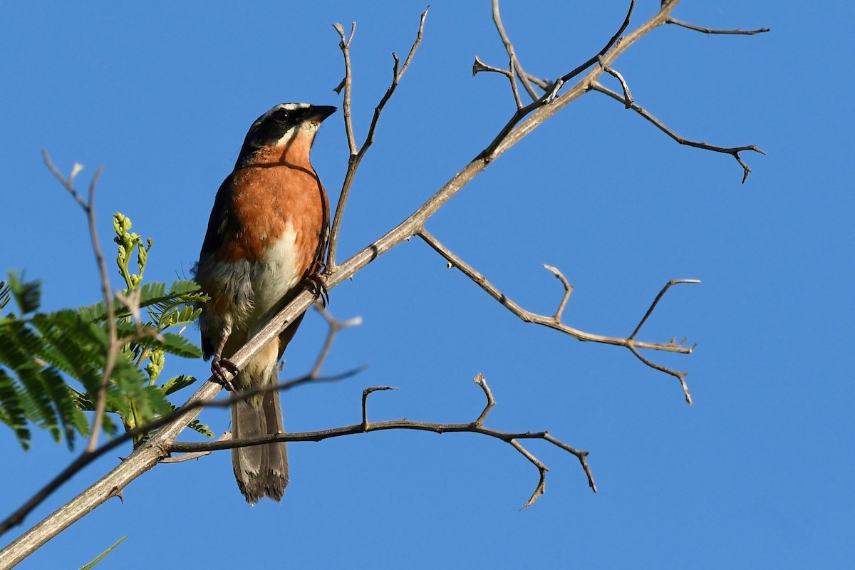 Black-and-rufous Warbling Finch - ML646939129