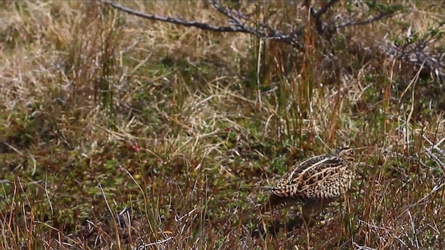 Патагонский бекас - ML646939132