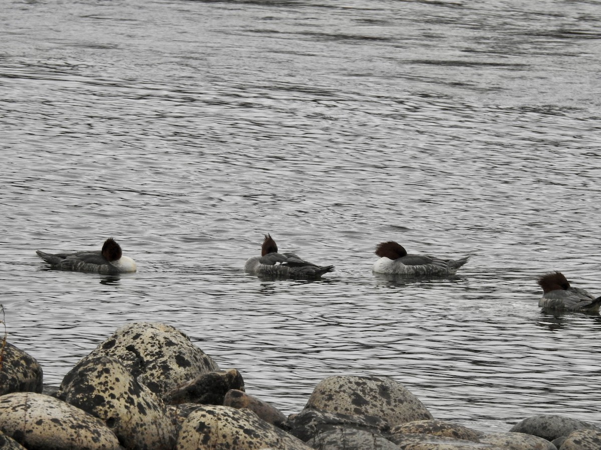 laksand - ML646939133